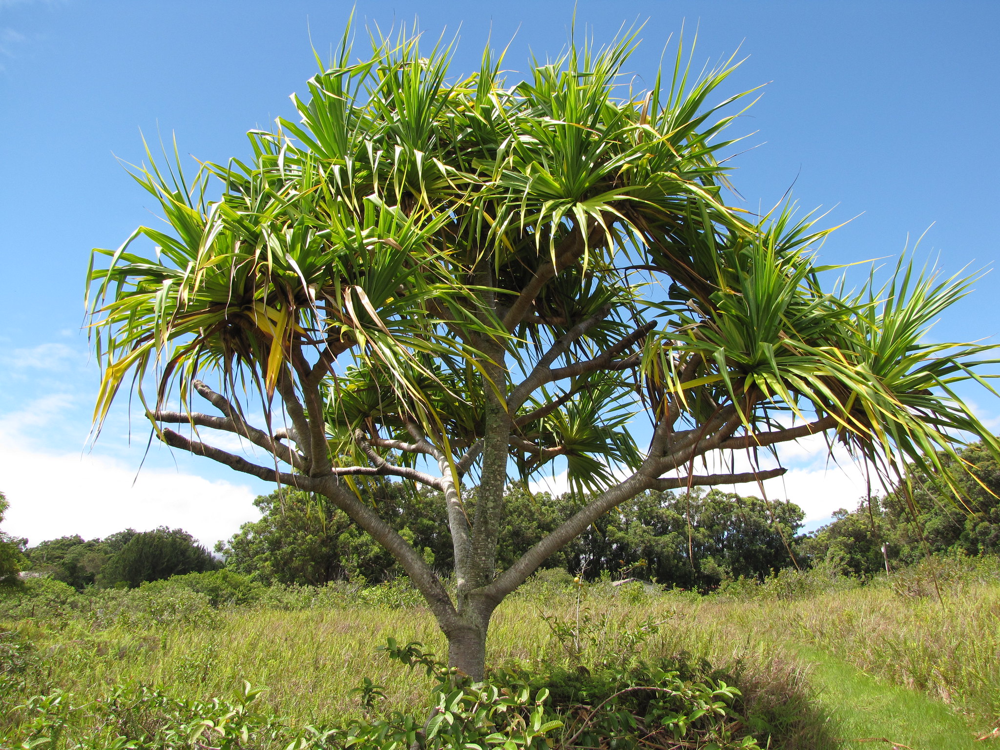 Por qué necesitamos a todas las especies de árboles