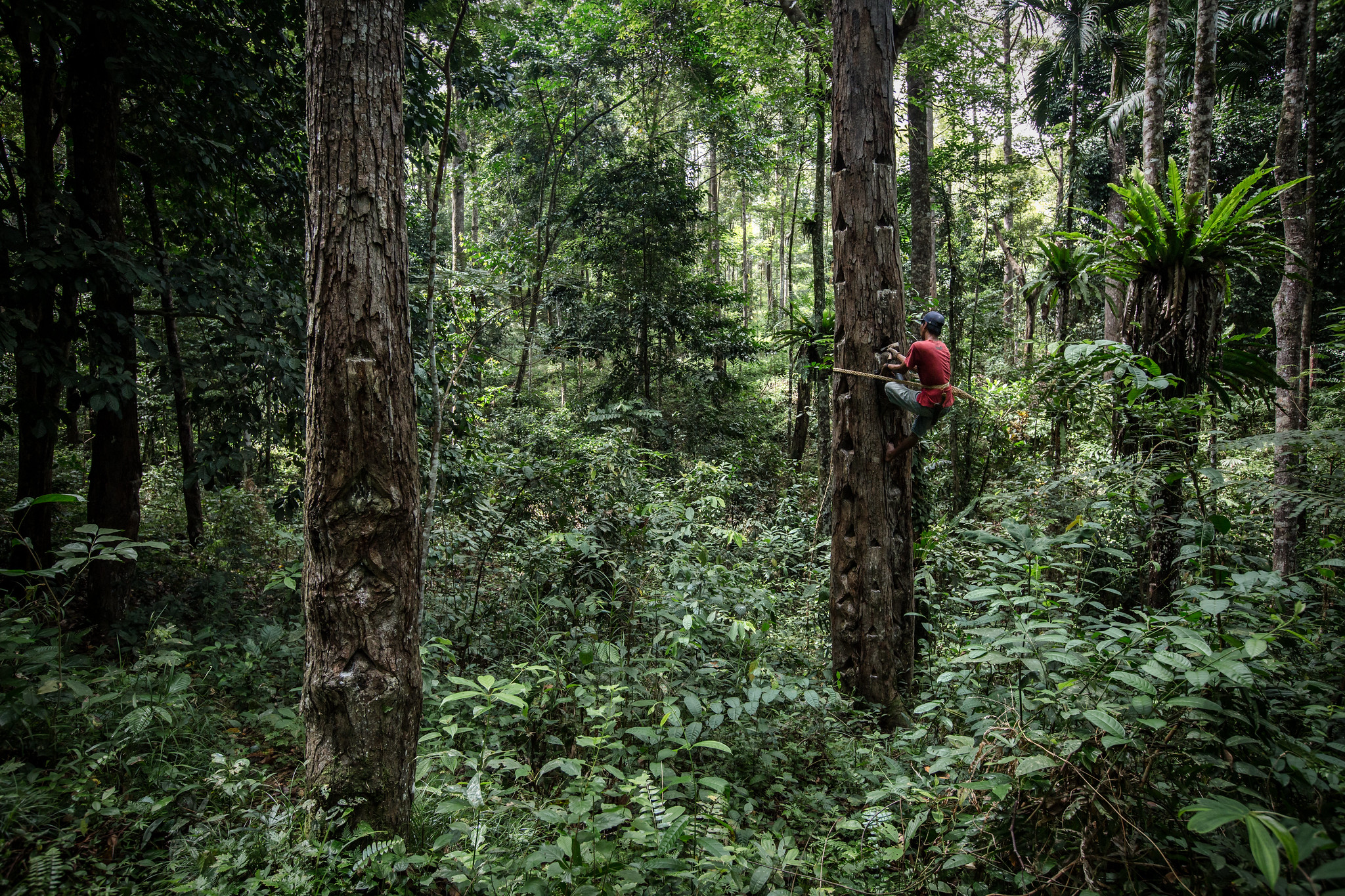 Tak Terpisahkan: Hutan, Keuangan, dan Perencanaan Pembangunan di Indonesia