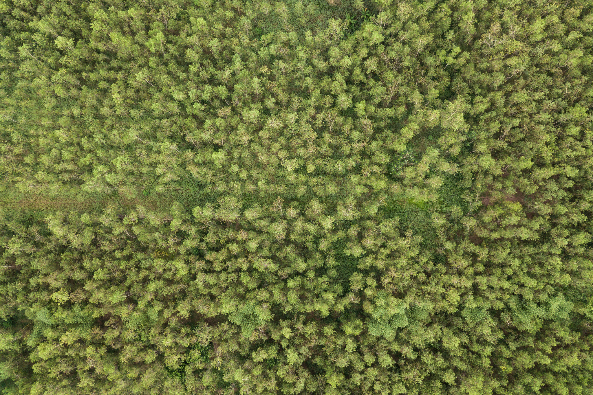 COP 27: «Plantar árboles no es un sustituto de la reducción de emisiones»