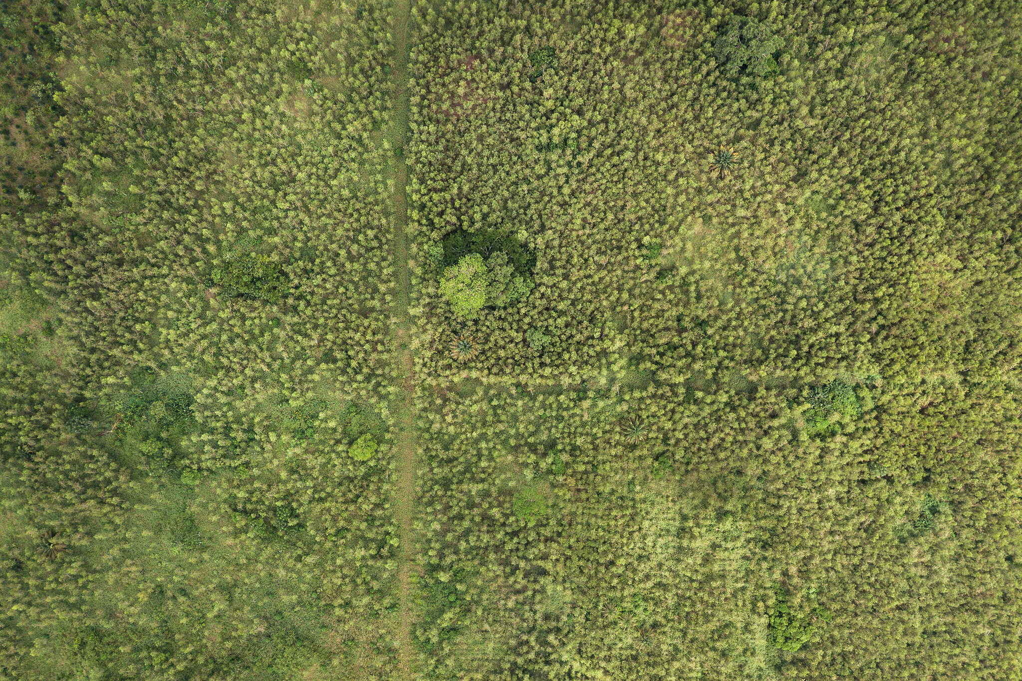 Apakah Janji Iklim Terlalu Mengandalkan Penanaman Pohon?