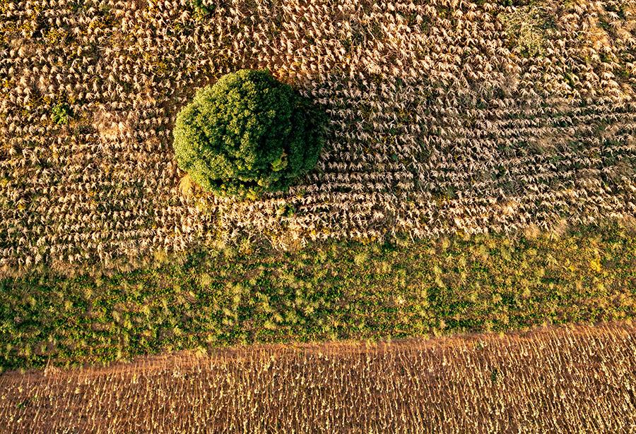 COP 27 leaders urged to kick-start restoration of soil ecosystems