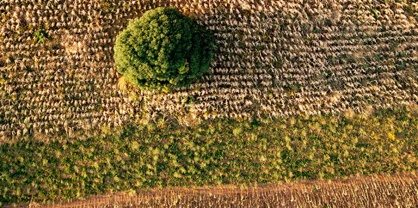 Pemimpin COP 27 Didesak untuk Memulai Restorasi Ekosistem Tanah