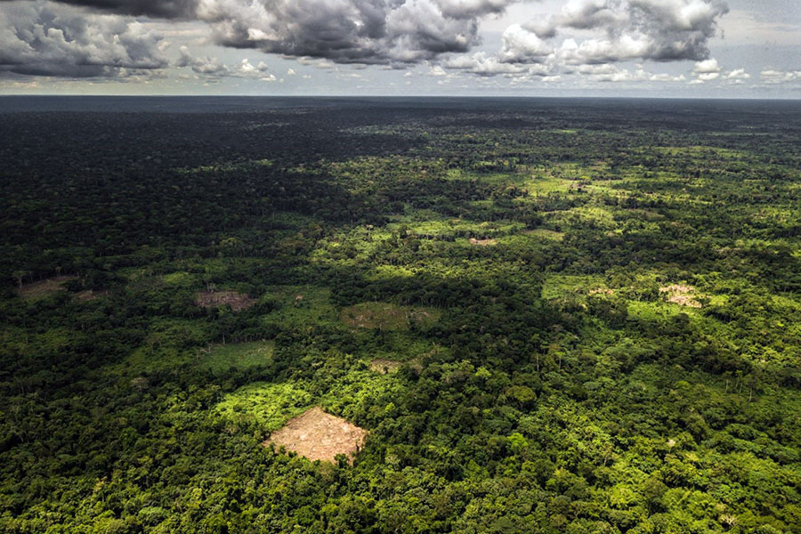 Over a quarter of Congo Basin forests at risk of vanishing by 2050