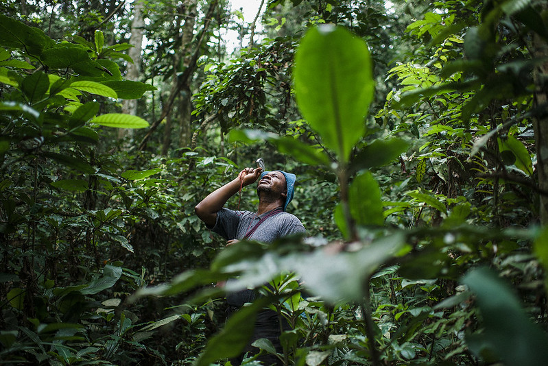 Suivre les financements : selon un rapport des Nations Unies, les forêts peuvent contribuer à la reprise mondiale