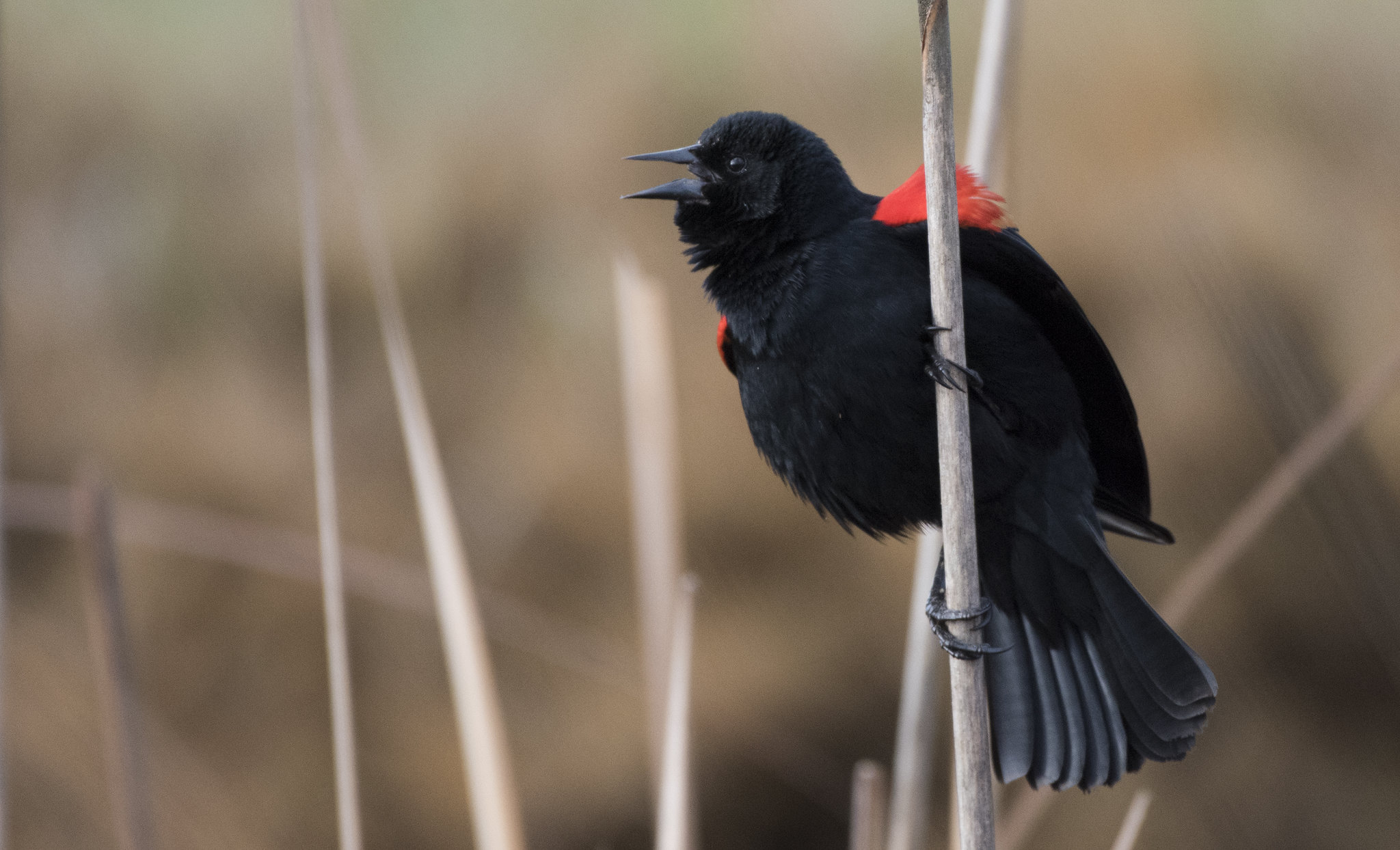 El gran reto de integrar los ecosistemas agrícolas en la conservación de la biodiversidad