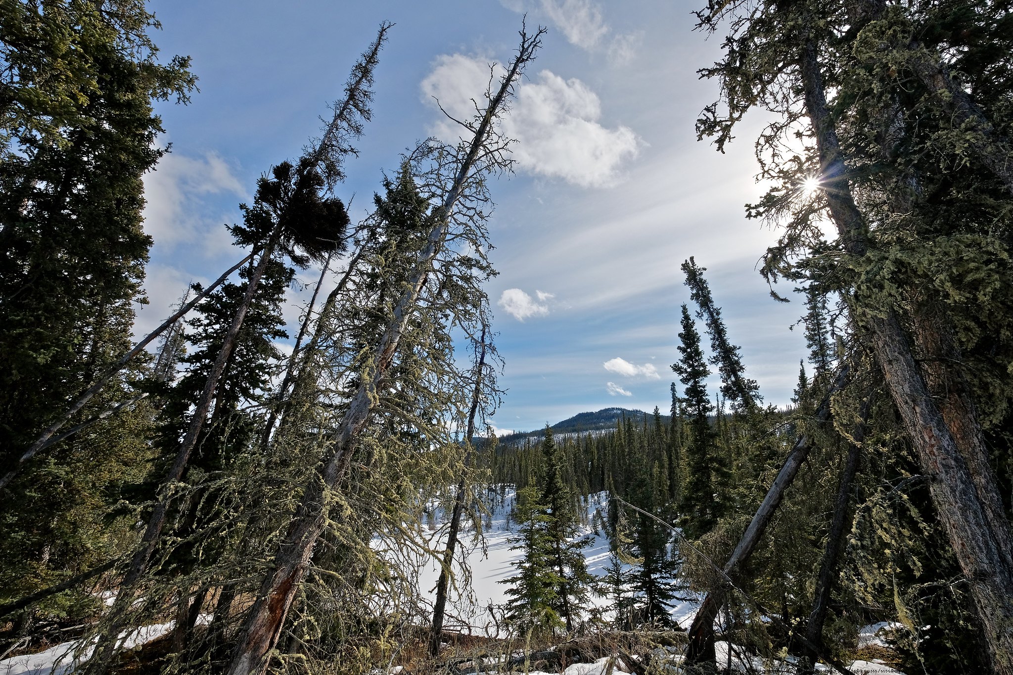 El resumen de noviembre: Cinco noticias sobre los bosques y árboles que no debe perderse