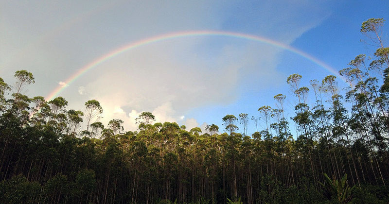 Researchers to support East Kalimantan’s low-carbon emission programme with impact evaluation