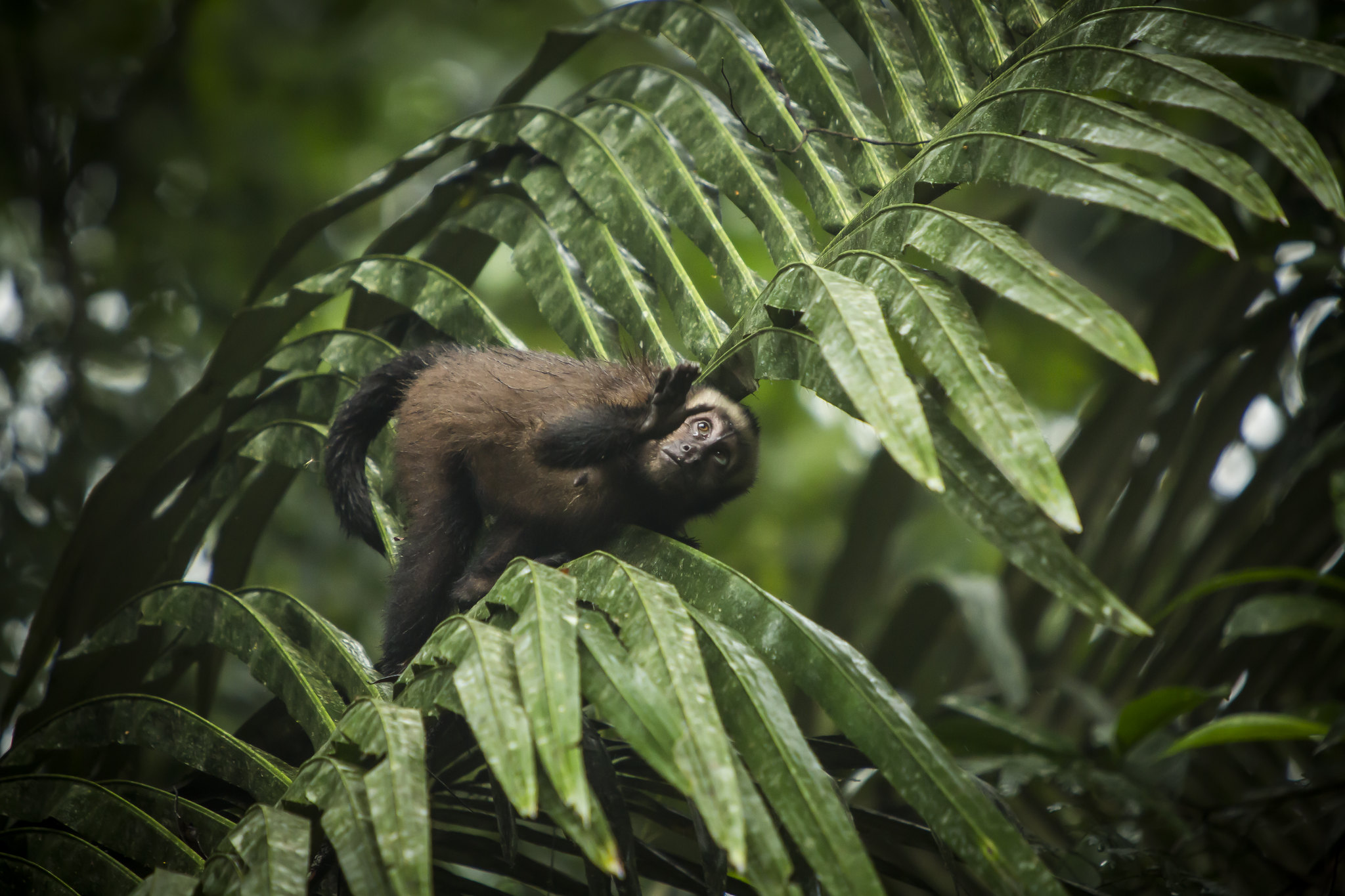 No, la biodiversidad no puede esperar otra década