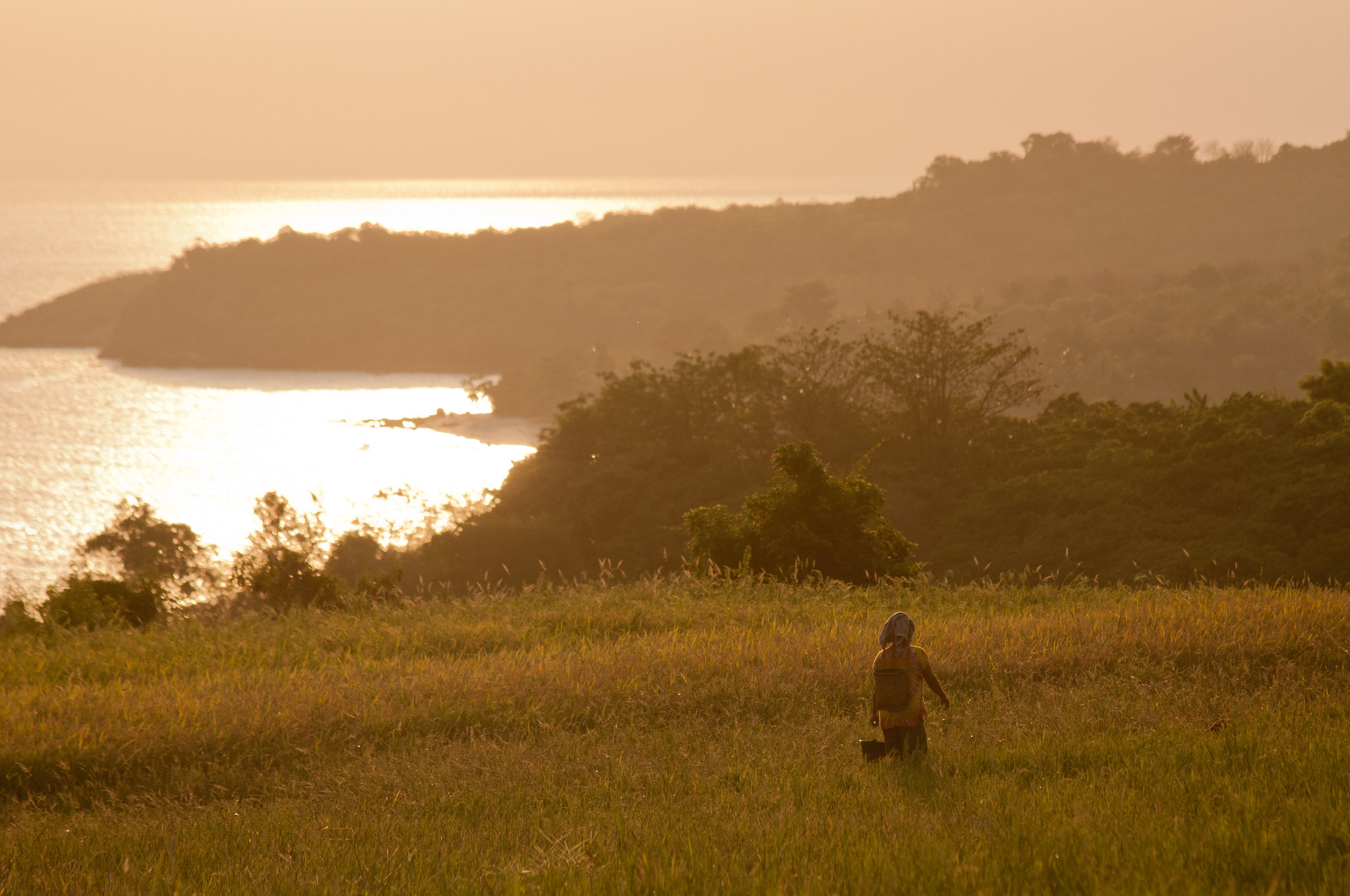 Pengelolaan Hutan Berkelanjutan: Indonesia Menavigasi Perubahan Paradigma