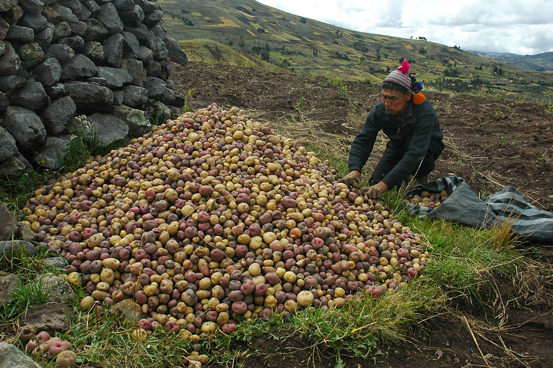 Informe: políticas a la medida para las diversas «agriculturas» de Perú