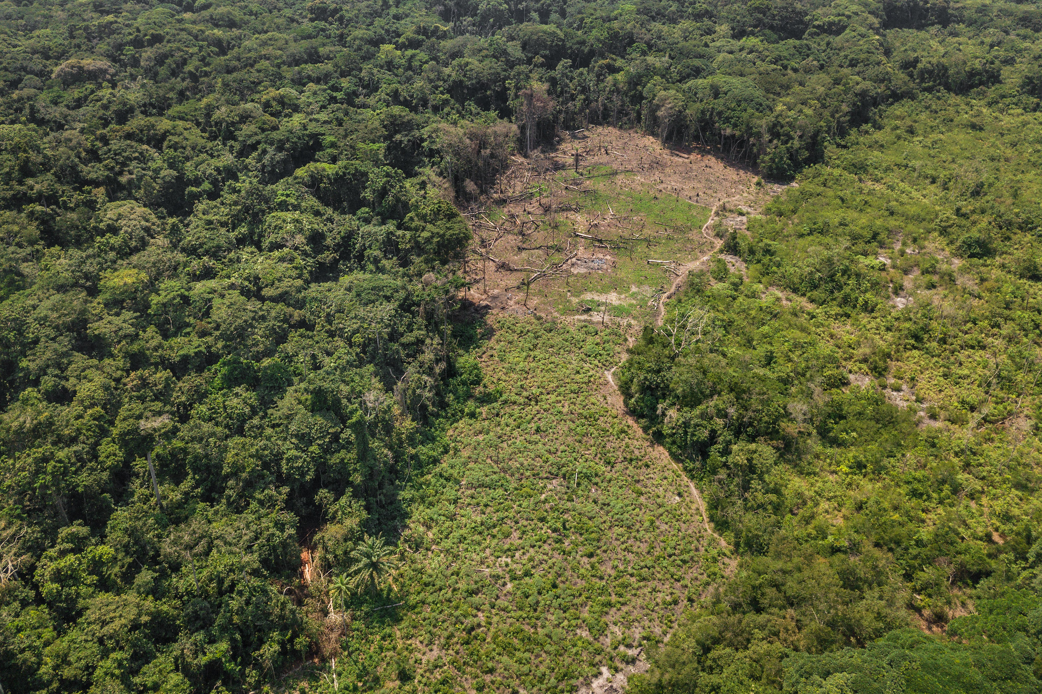 Más de un cuarto de los bosques de la Cuenca del Congo en riesgo de desaparecer para el 2050