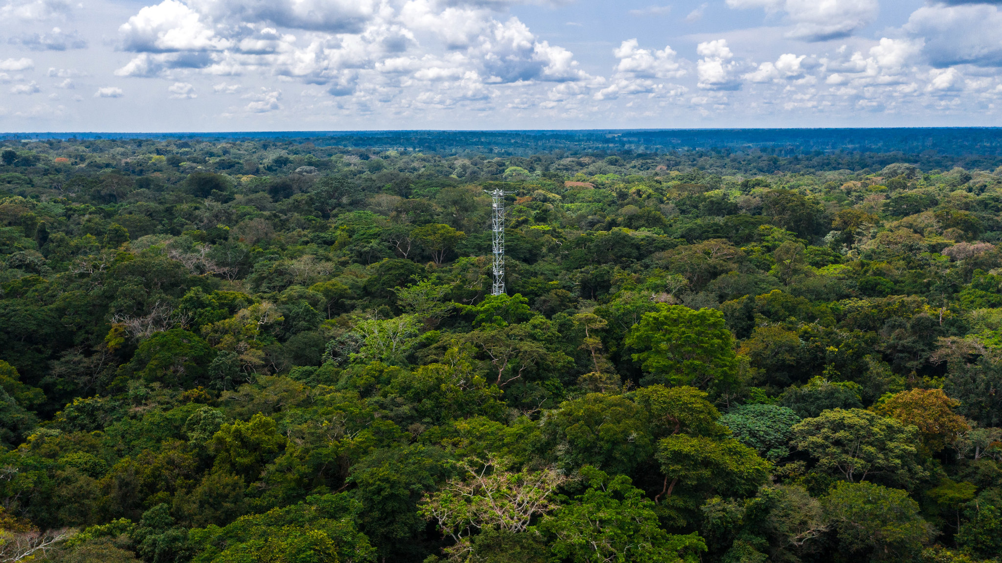 Nuevo informe sobre el estado de los bosques de la Cuenca del Congo