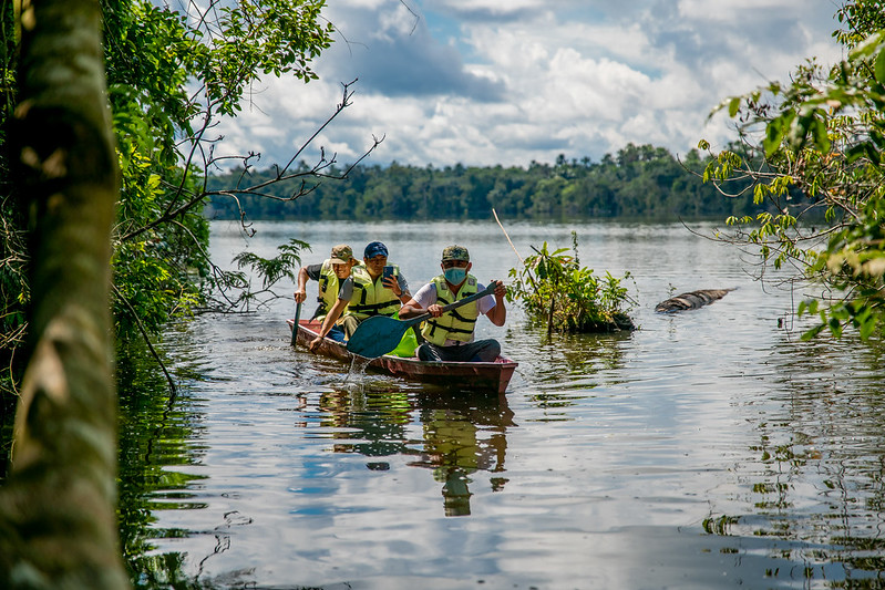 Gros plan sur les tourbières amazoniennes