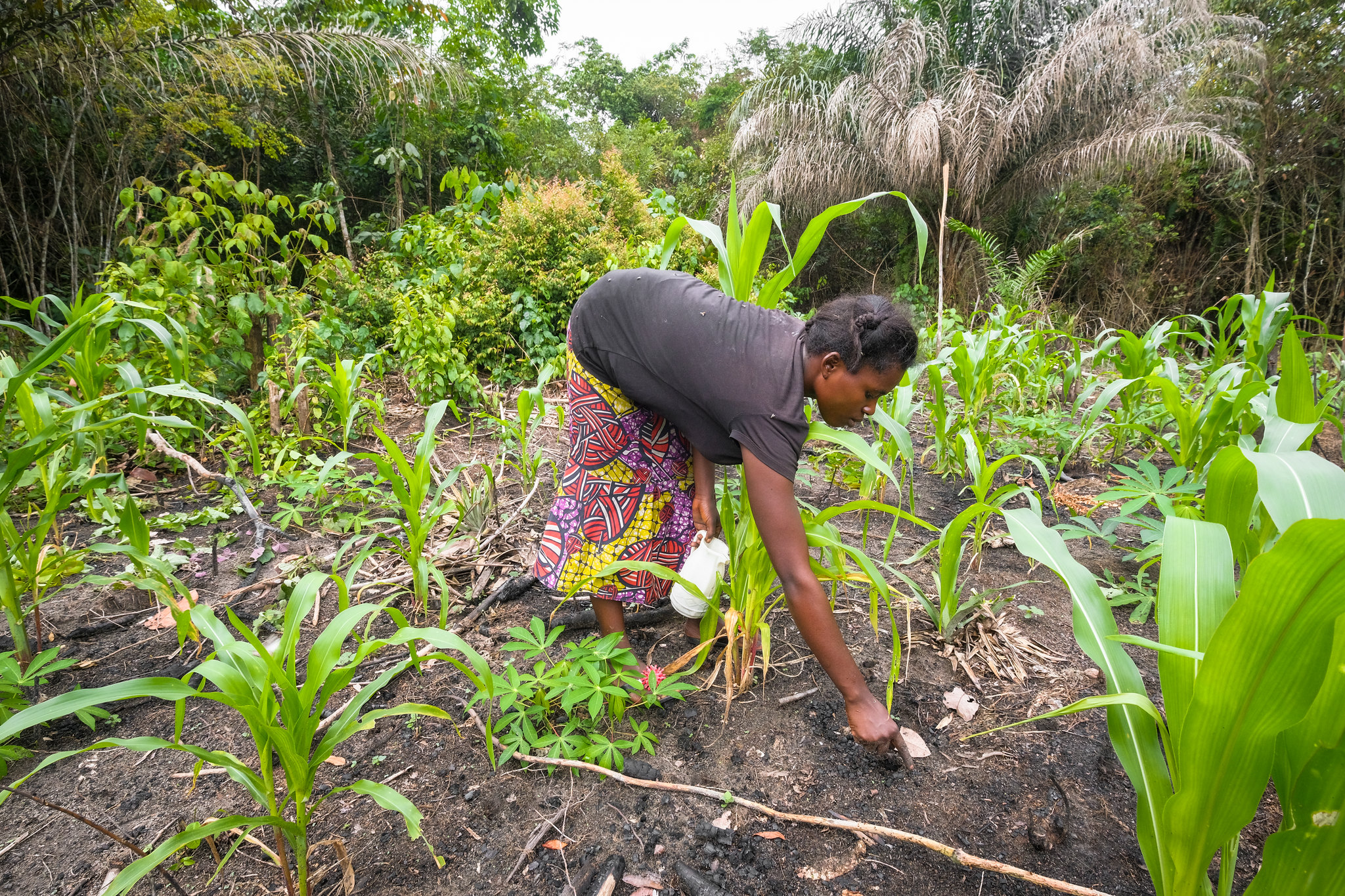 Di Afrika Tengah, Deforestasi Terkait Pertanian Menjadi Penyebab Emisi Tertinggi