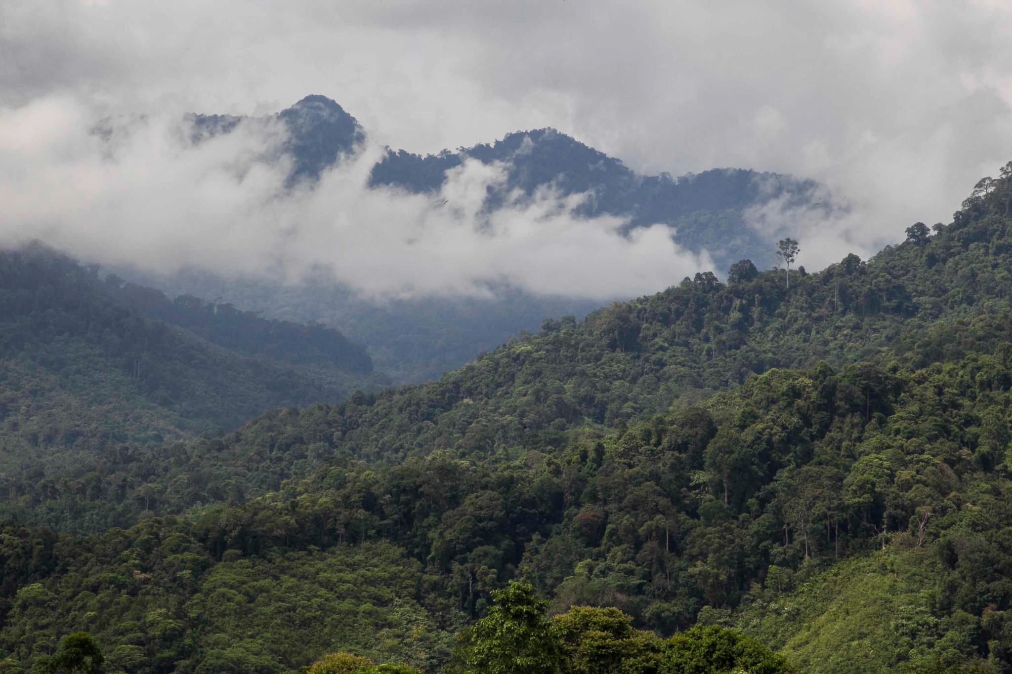 Esensi Konteks Lokal dalam Kesinambungan Penurunan Deforestasi di Indonesia