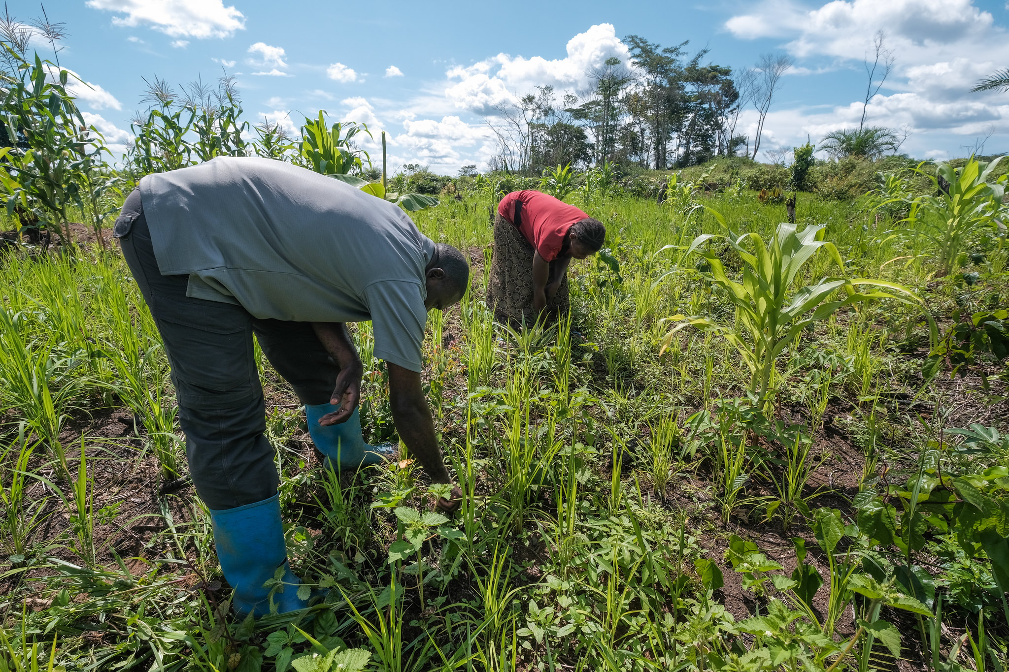 Por qué el momento de los árboles, los bosques y la agroforestería es ahora