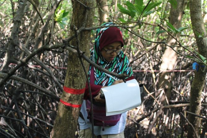 Penelitian ‘Lintas-Bagian’ Karbon Biru di Mangrove: Kisah dari Dua Pulau