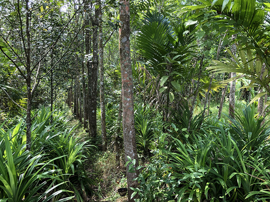 Bioenergy – can it work for the Global South?