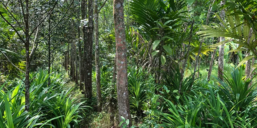 Bioenergía: ¿puede funcionar en el sur global?