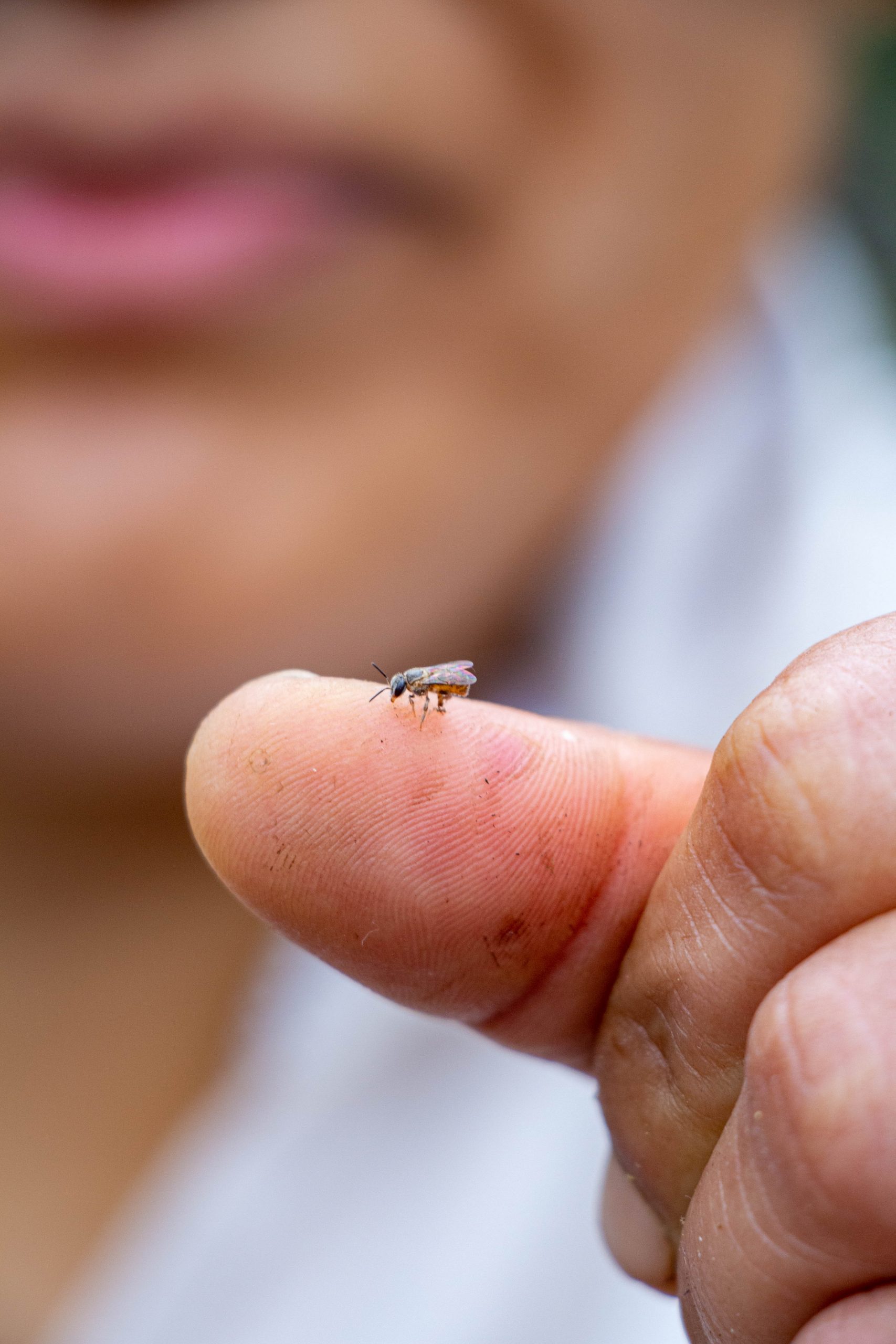 A tiny native bee rests on a person’s fingertip.