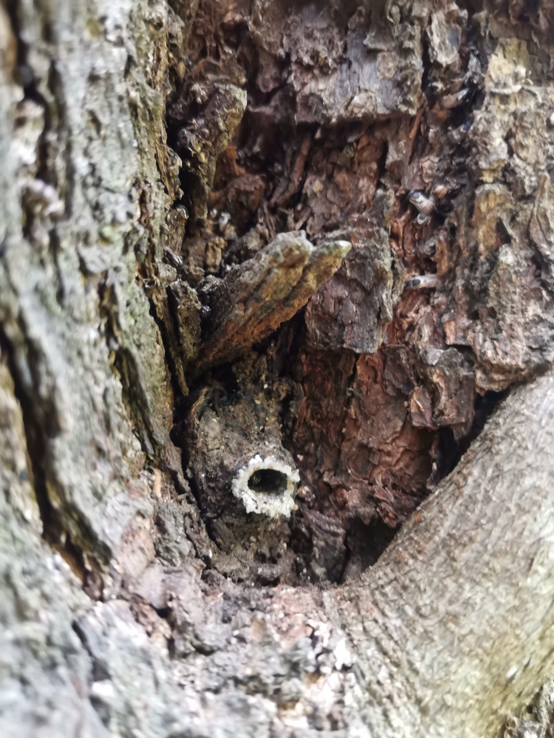 A tree trunk with a small nesting hole used by native solitary bees