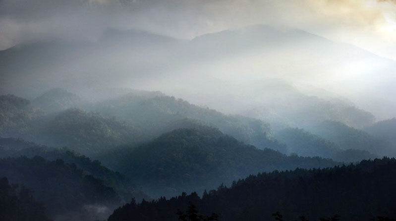 New accounting methods could rebuild confidence in forest carbon markets