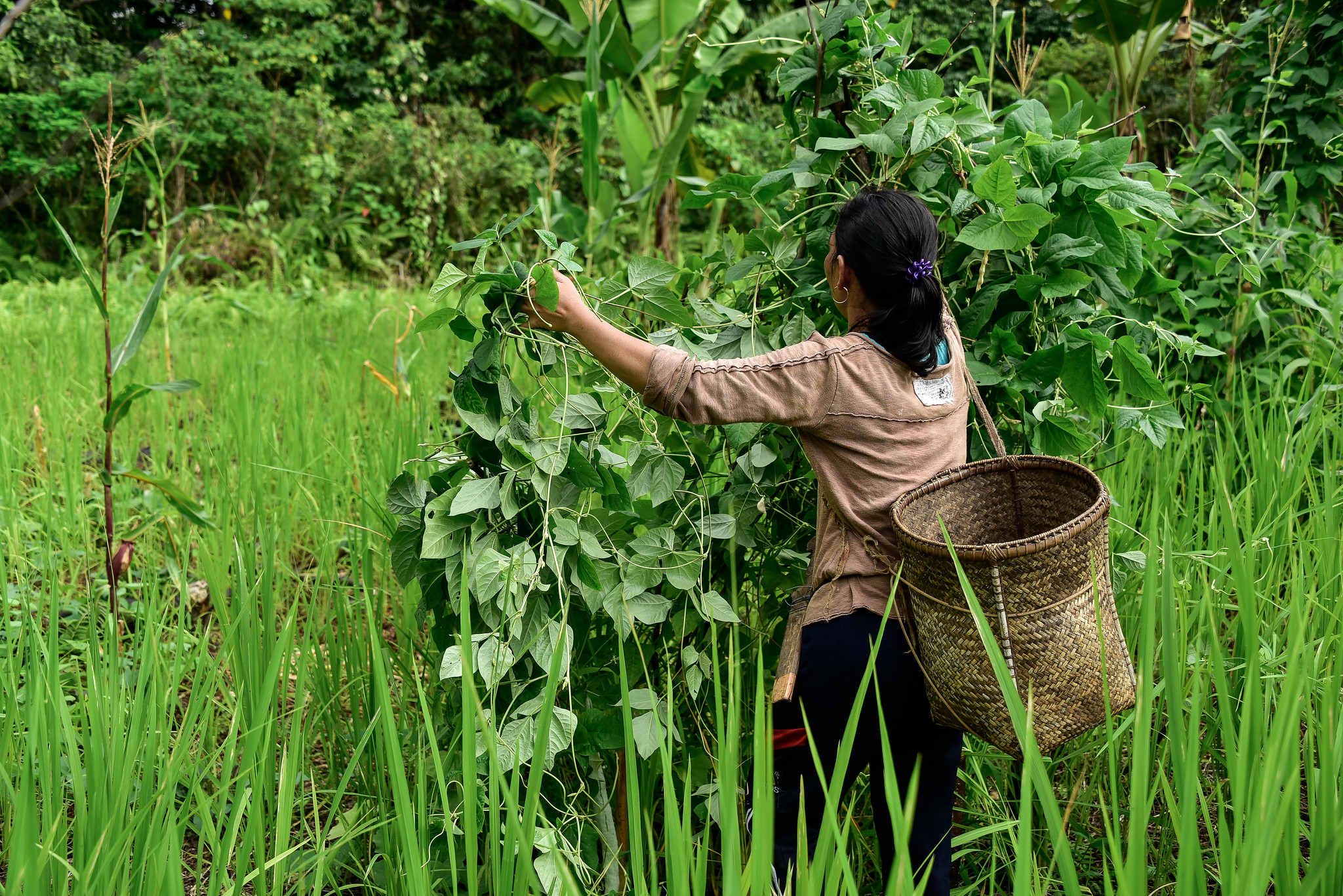 Por qué los árboles en las fincas benefician a las personas y a la naturaleza
