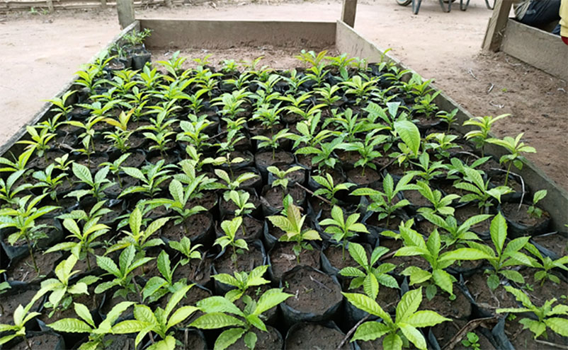 Two illustrated guides to promote forest rehabilitation by and for farmers in Central Africa