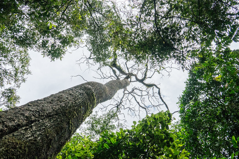 Reversing tree diversity decline: why we need all the species we’ve got
