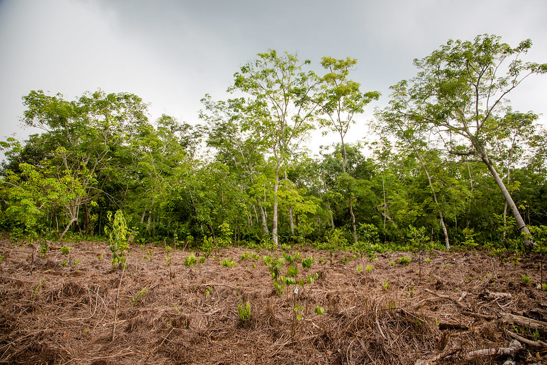 Memberikan Perhatian pada Meluasnya Kredit Karbon Hutan Kunci Sukses Mitigasi