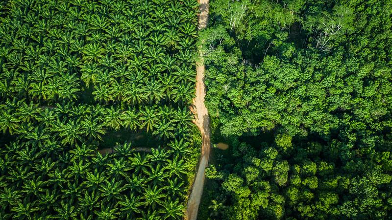 Deforestation-free palm oil is not an automatic win-win