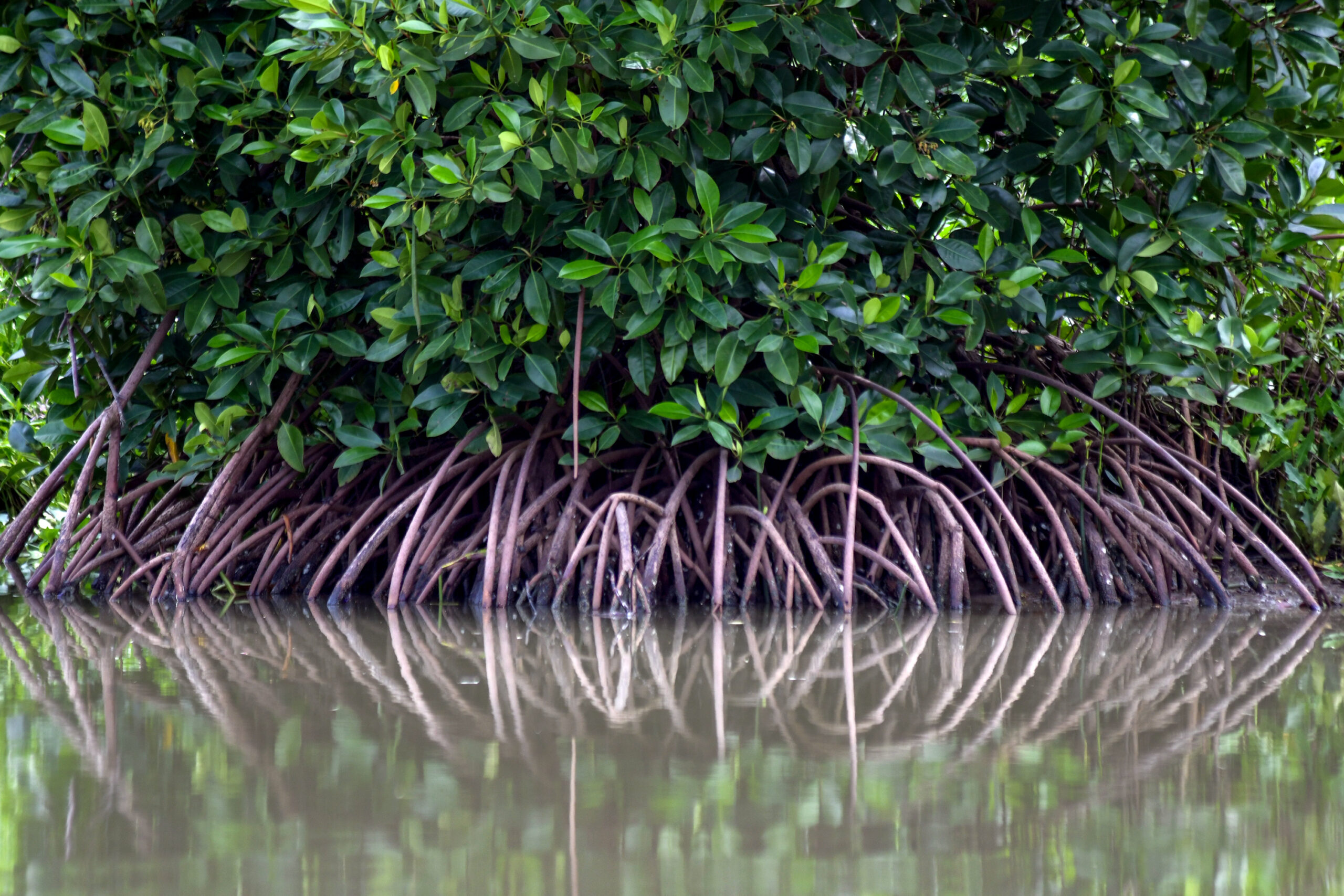 Langkah Peneliti Muda Lestarikan Mangrove