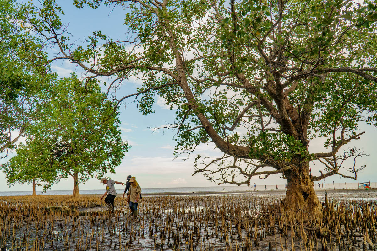Penghargaan atas Potensi: Desa dalam Kawasan Hutan Mangrove di Sumatra Selatan Menangkan Penghargaan Pariwisata