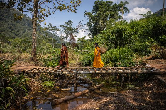 Two Indigenous women walk across a rustic wooden bridge in Peru’s Amazon, carrying a woven basket through a forested landscape.