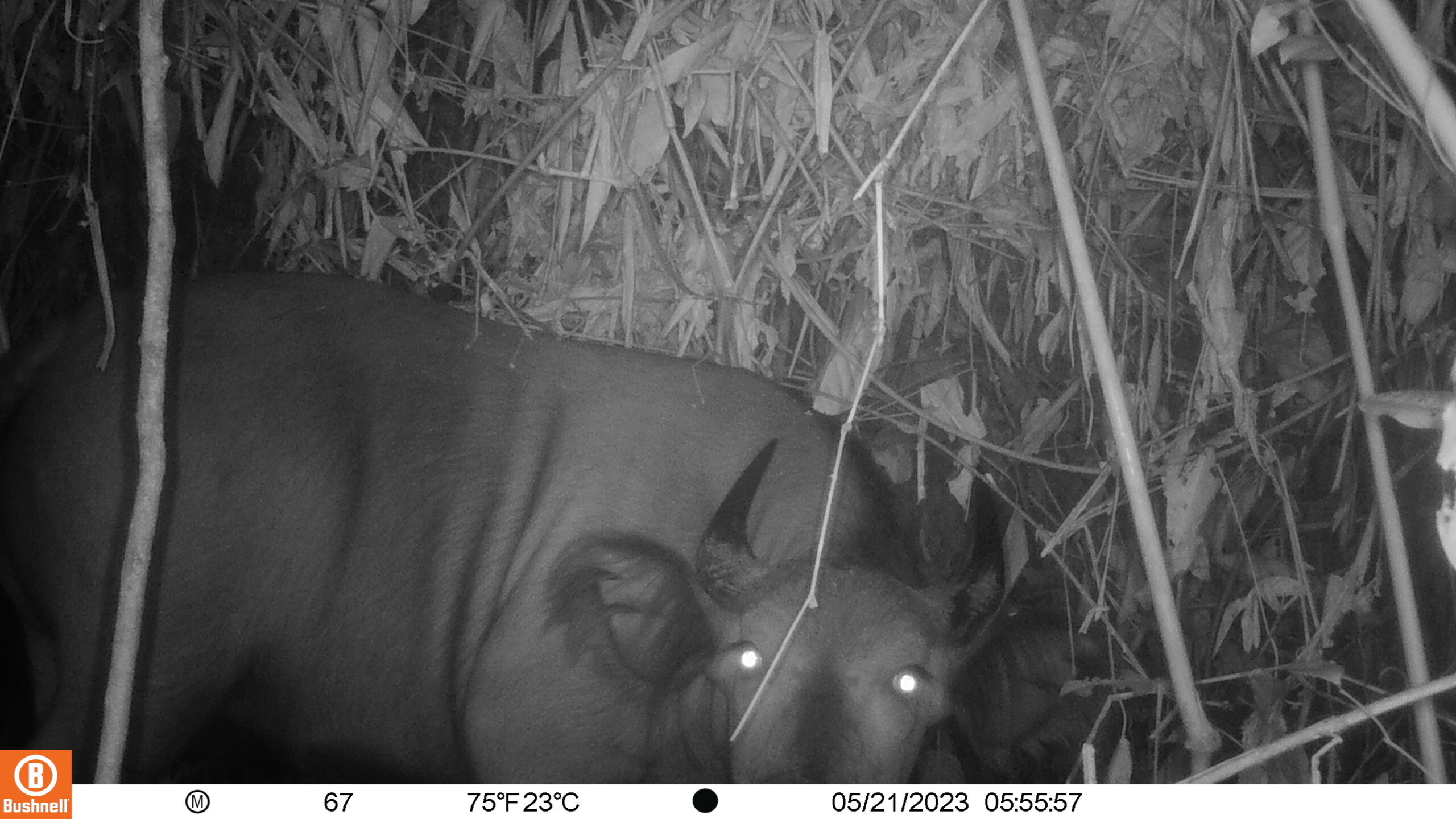 Les indices de présence de buffles de forêt suscitent l’espoir d’un rétablissement des populations d’animaux sauvages en RDC