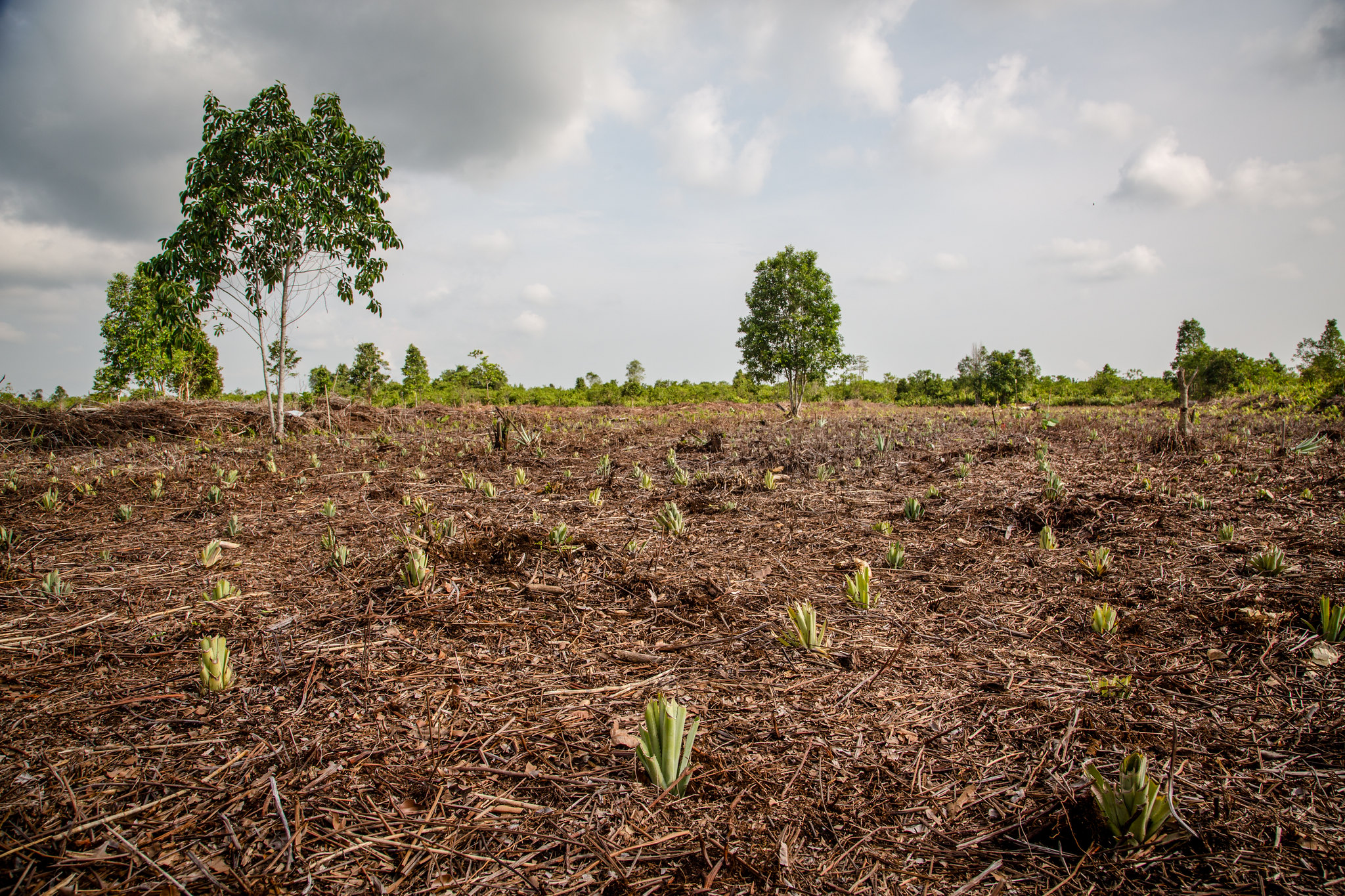Pelibatan Masyarakat dalam Restorasi Gambut Dapat Membantu Upaya Pencegahan Karhutla