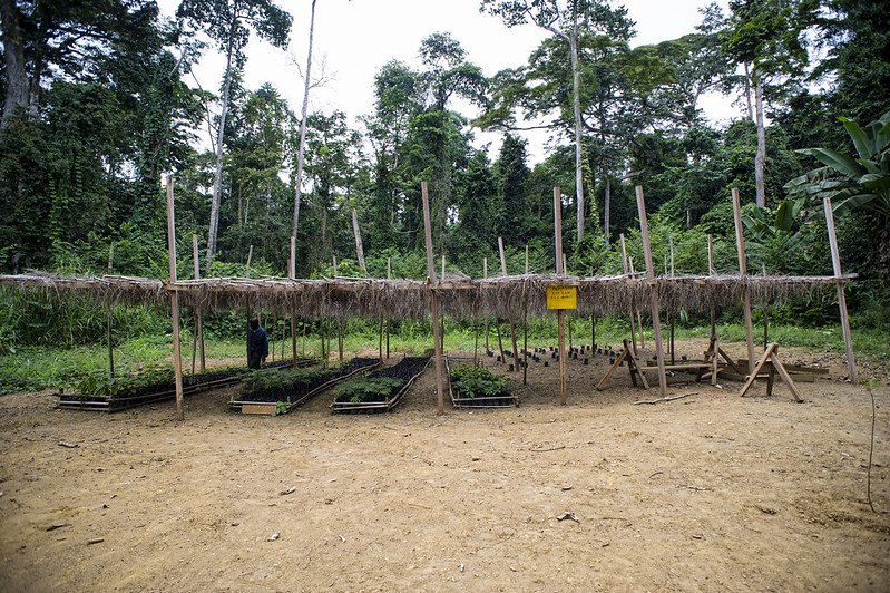 Congo Basin states scramble to restore degraded forests