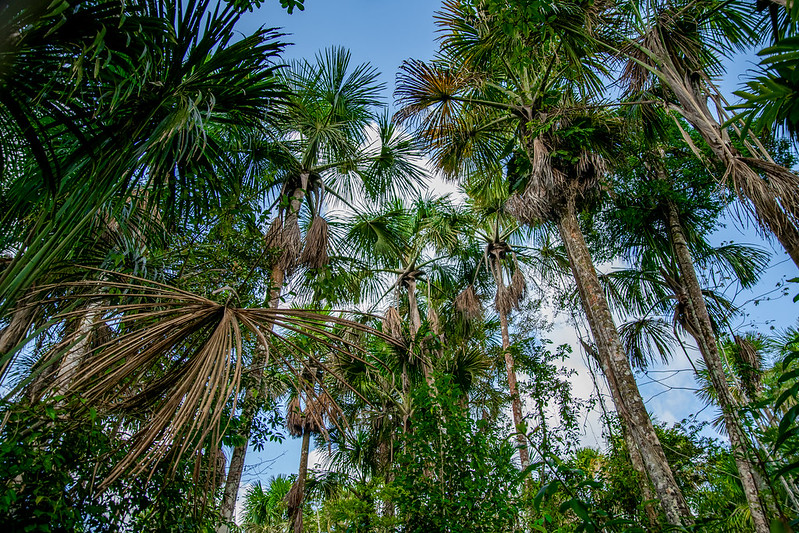 Degraded Amazonian peatlands are overlooked carbon source
