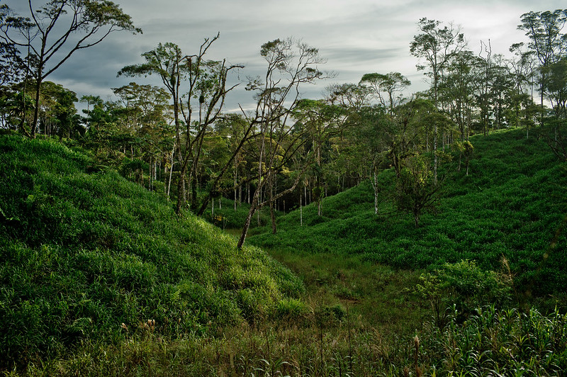 Carbon credits from forest conservation exaggerate impact of ill-targeted REDD+ projects