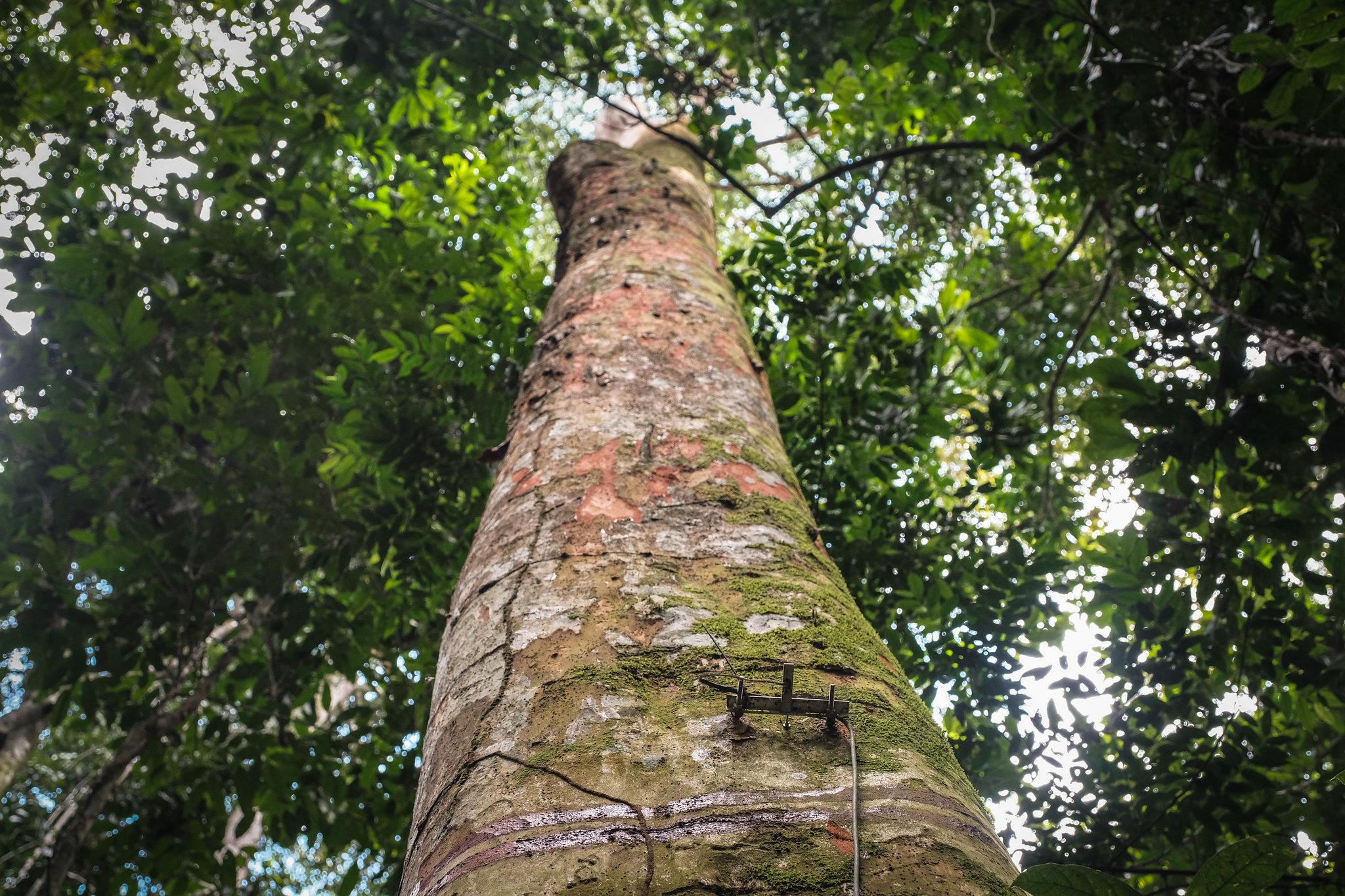 ¿Qué pueden decirnos los árboles sobre la historia del medioambiente y la adaptación al clima?