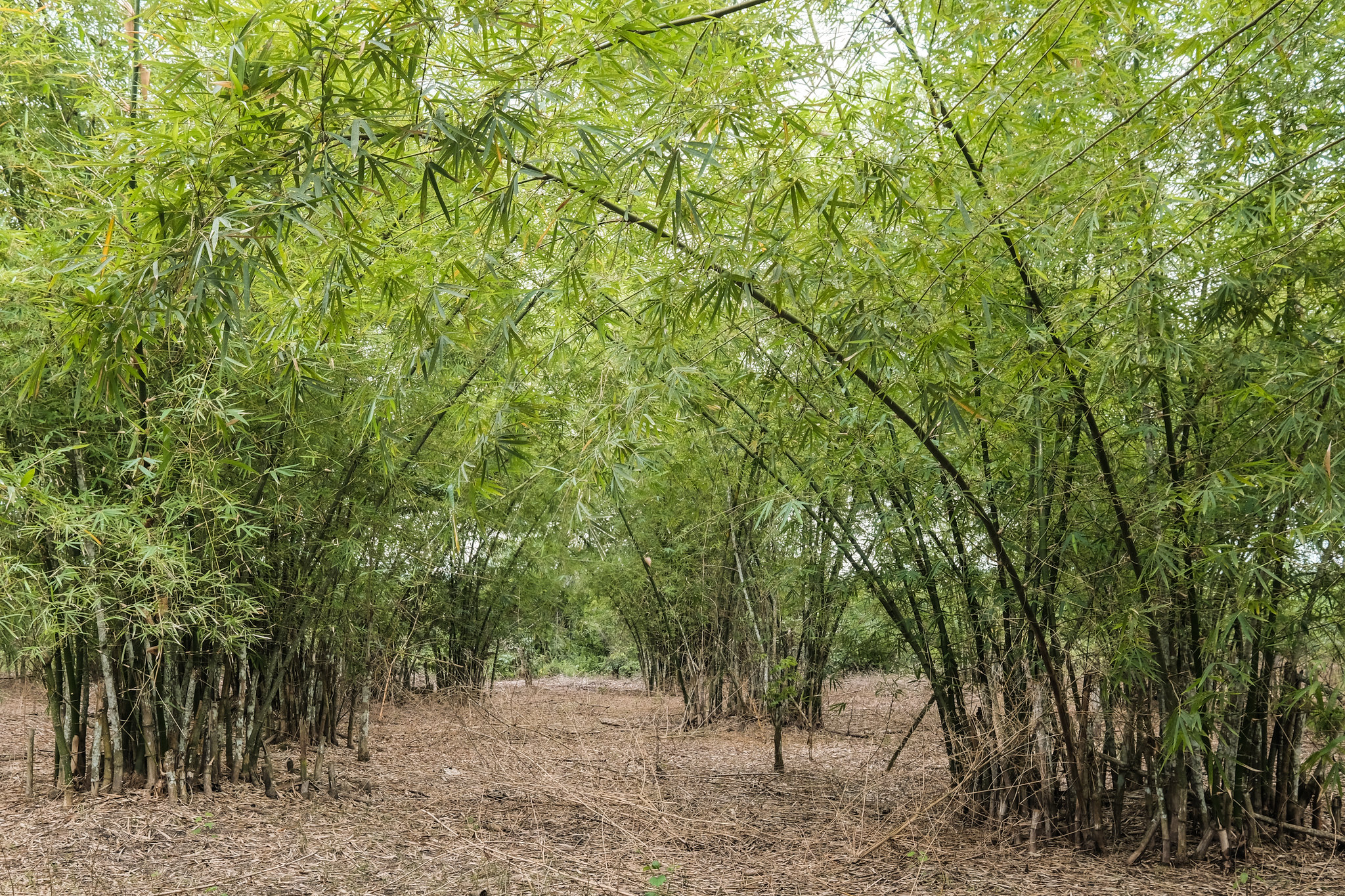 Akhirnya Keanekaragaman Hayati Pertanian Masuk dalam Agenda Konservasi
