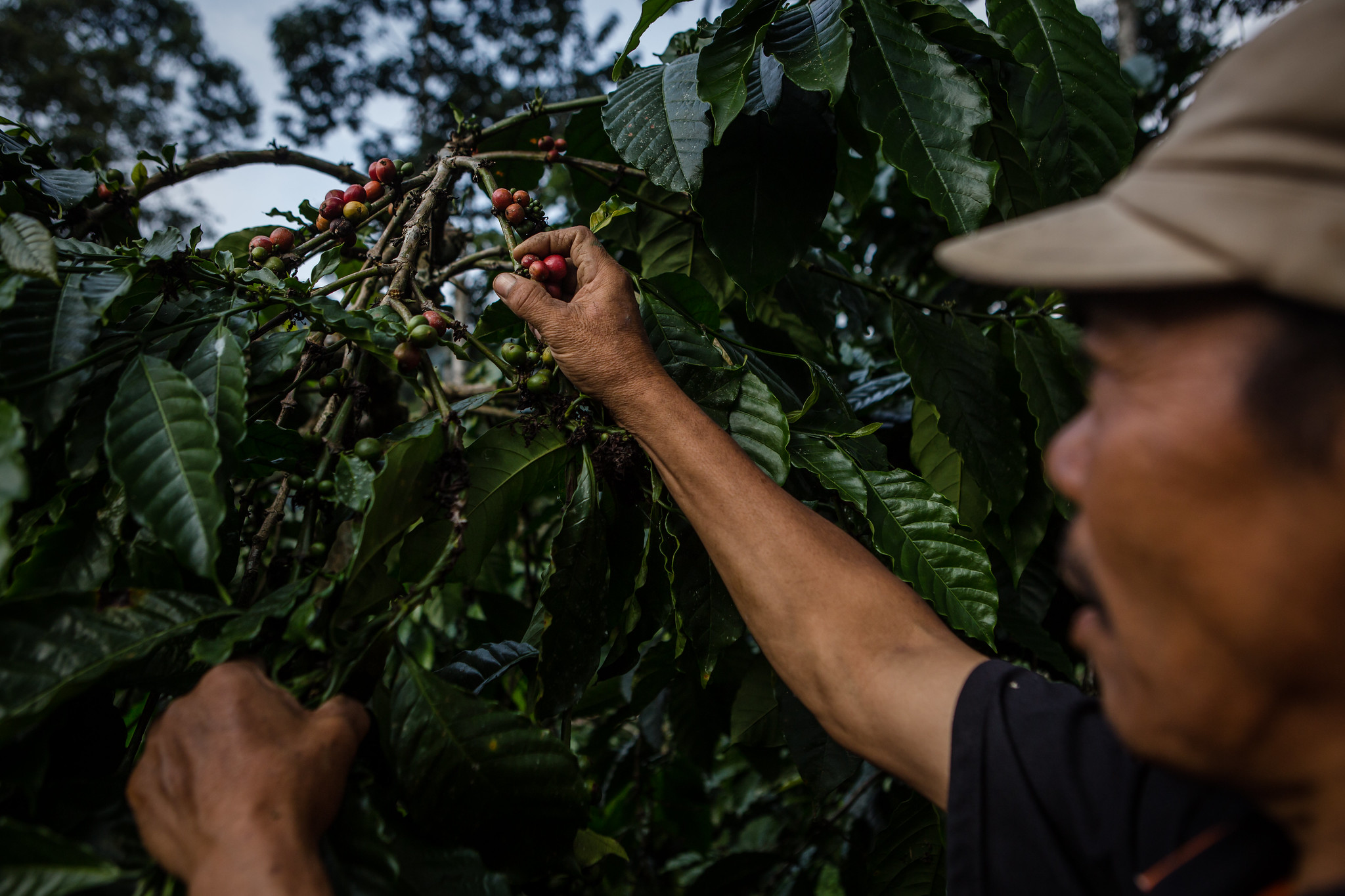 Panduan Agroforestri Terbaru, Upaya Membantu Transformasi Sistem Pangan Indonesia