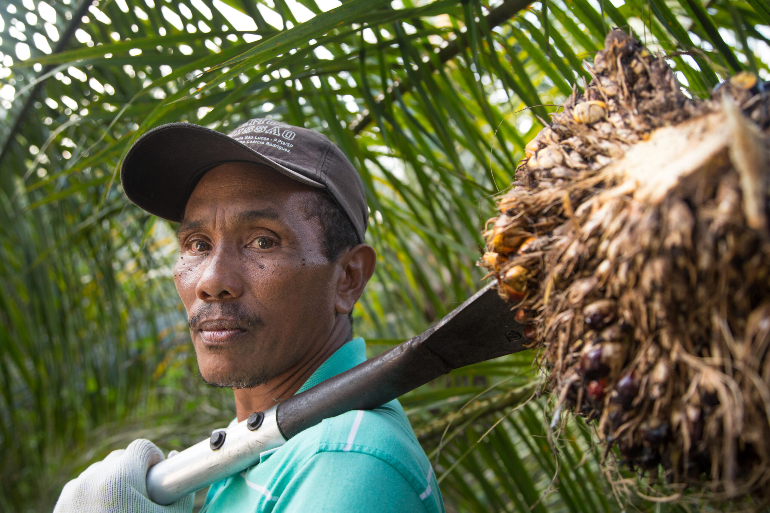 Menelaah Pro dan Kontra dalam Debat Kelapa Sawit