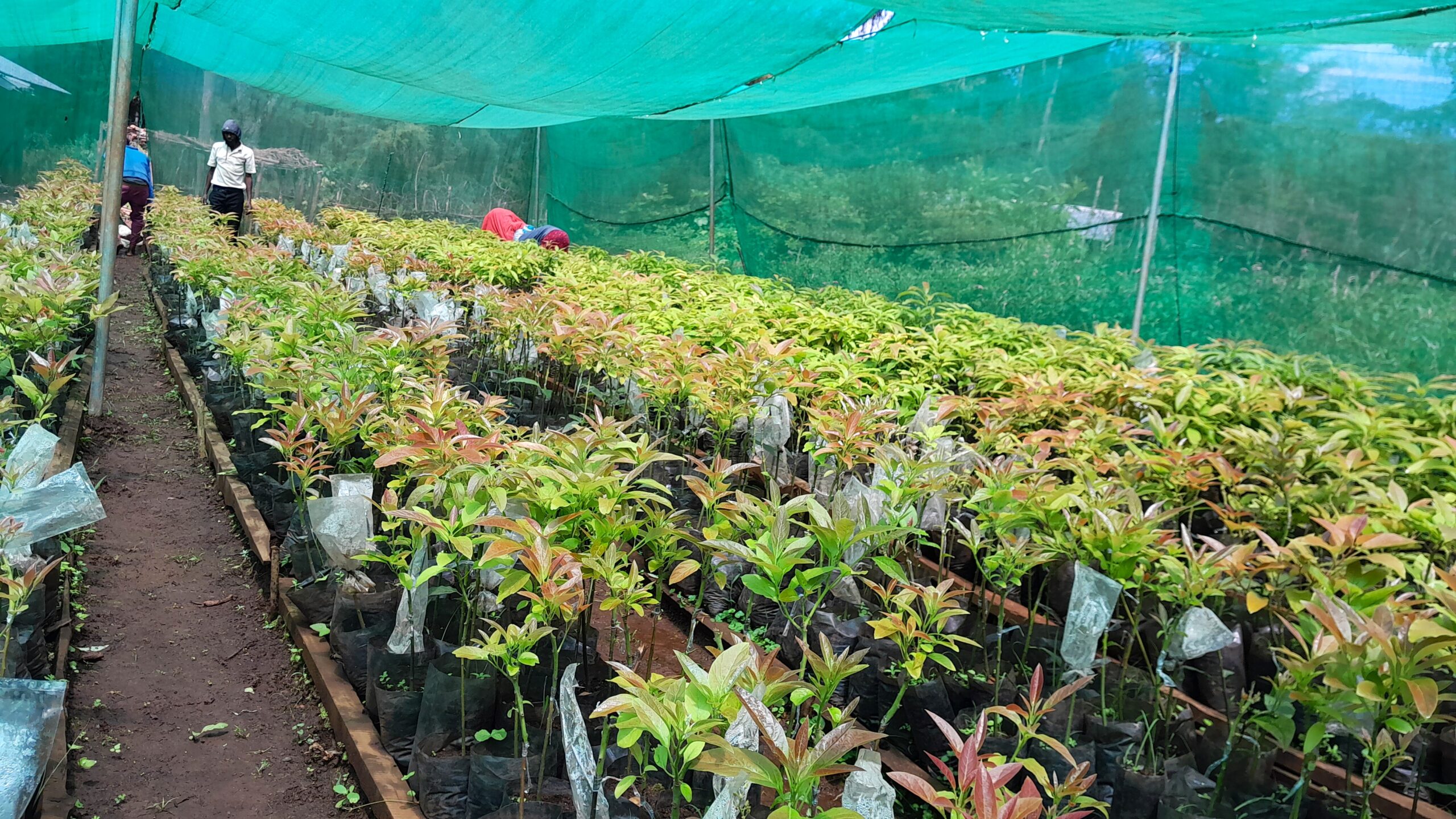 Rows of young grafted avocado seedlings growing in nursery bags under a shaded structure, illustrating the production of locally adapted planting material for agroforestry in Ethiopia.