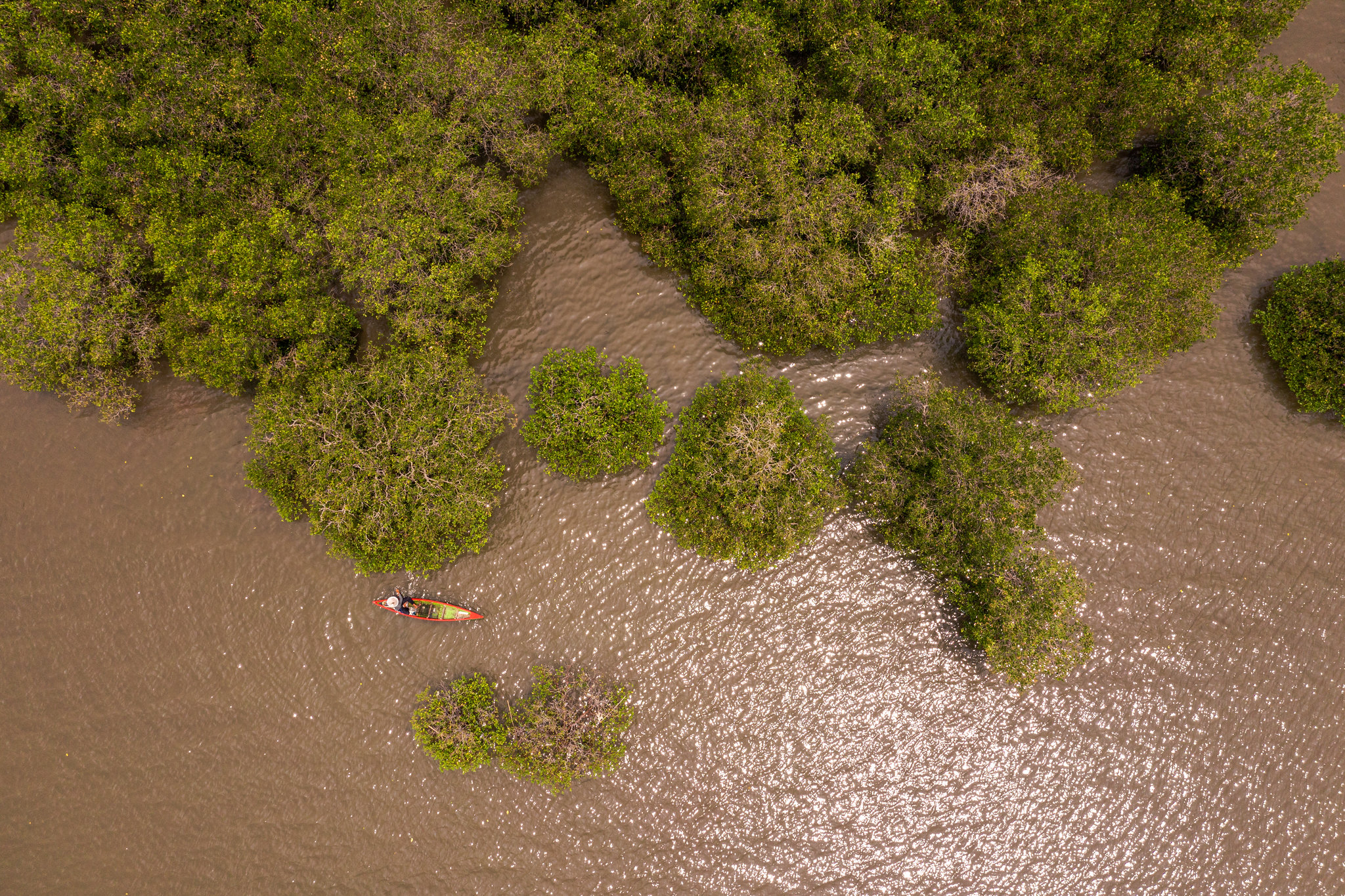 Indonesia: Hutan Mangrove, “Lumbung Pangan” untuk Masyarakat Pesisir