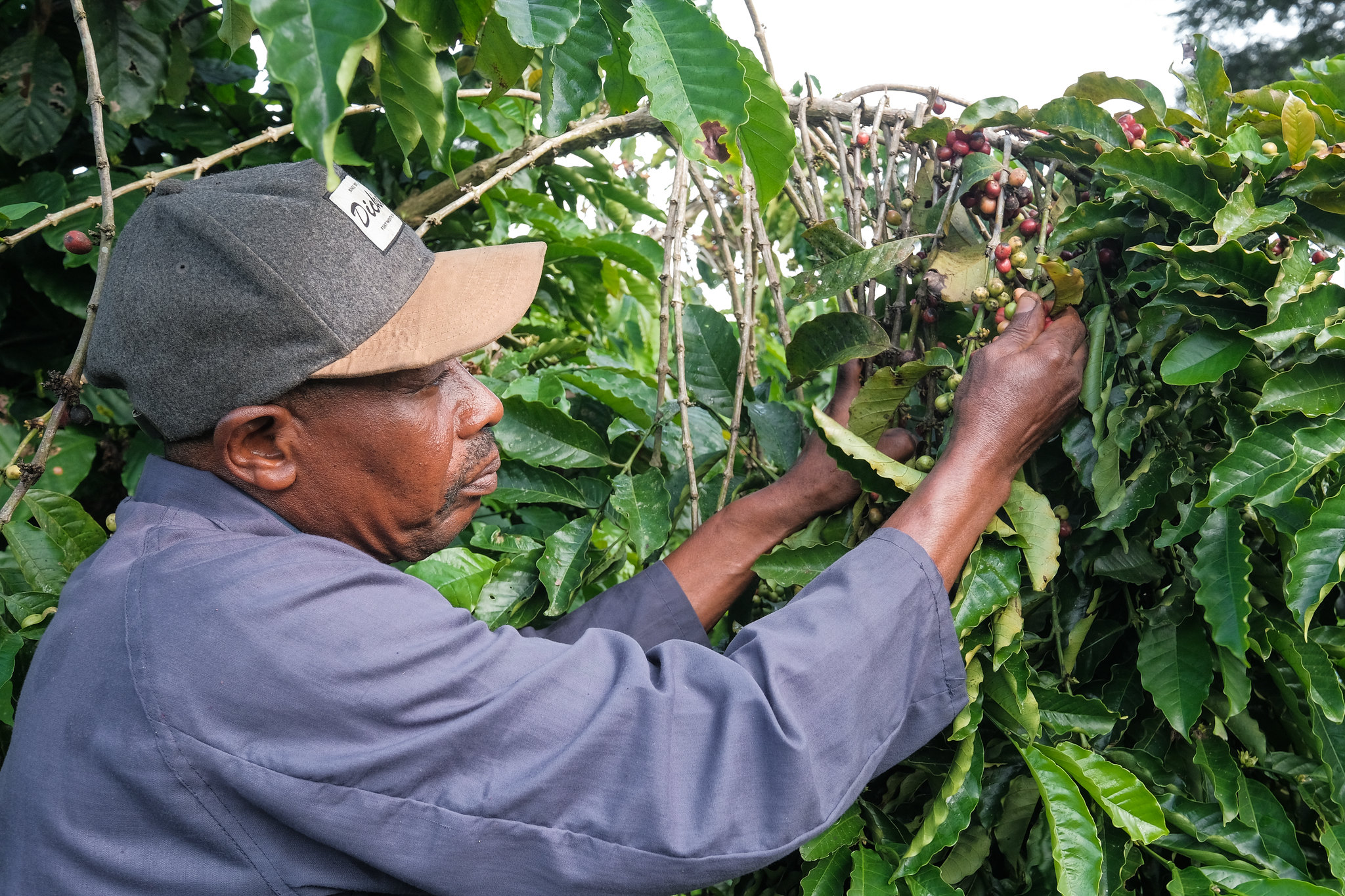 ¿Puede la agroecología acabar con la dependencia de los fertilizantes sintéticos?