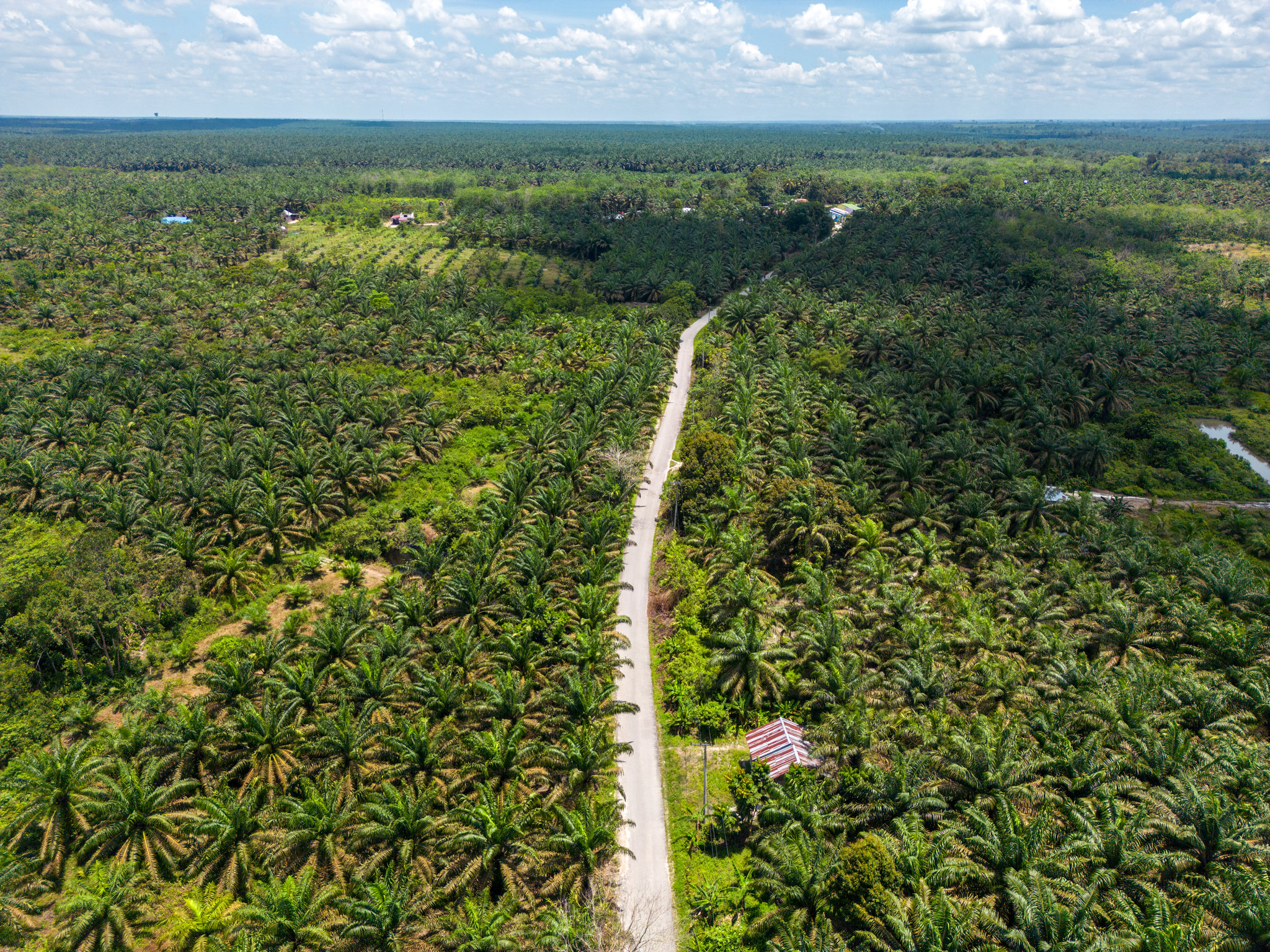Pendekatan Yurisdiksi untuk Sawit Berkelanjutan di Indonesia