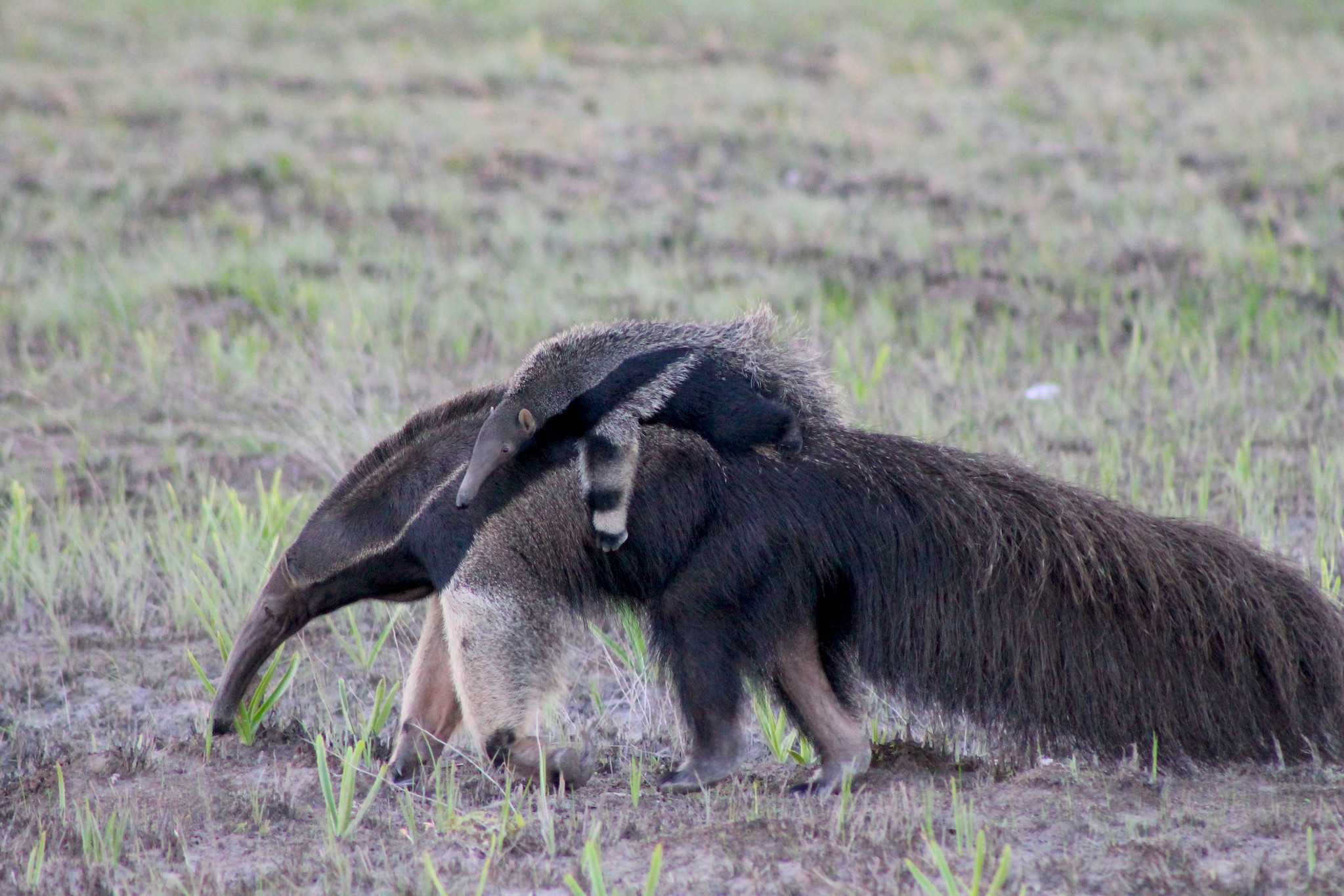 Julia Fa: “Mediante esfuerzos concertados podemos mejorar la gestión sostenible de la vida silvestre y la carne de monte”