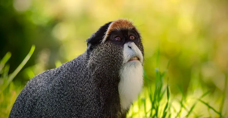 Protéger la biodiversité du Cameroun en résolvant les problèmes relatifs à la viande de brousse.