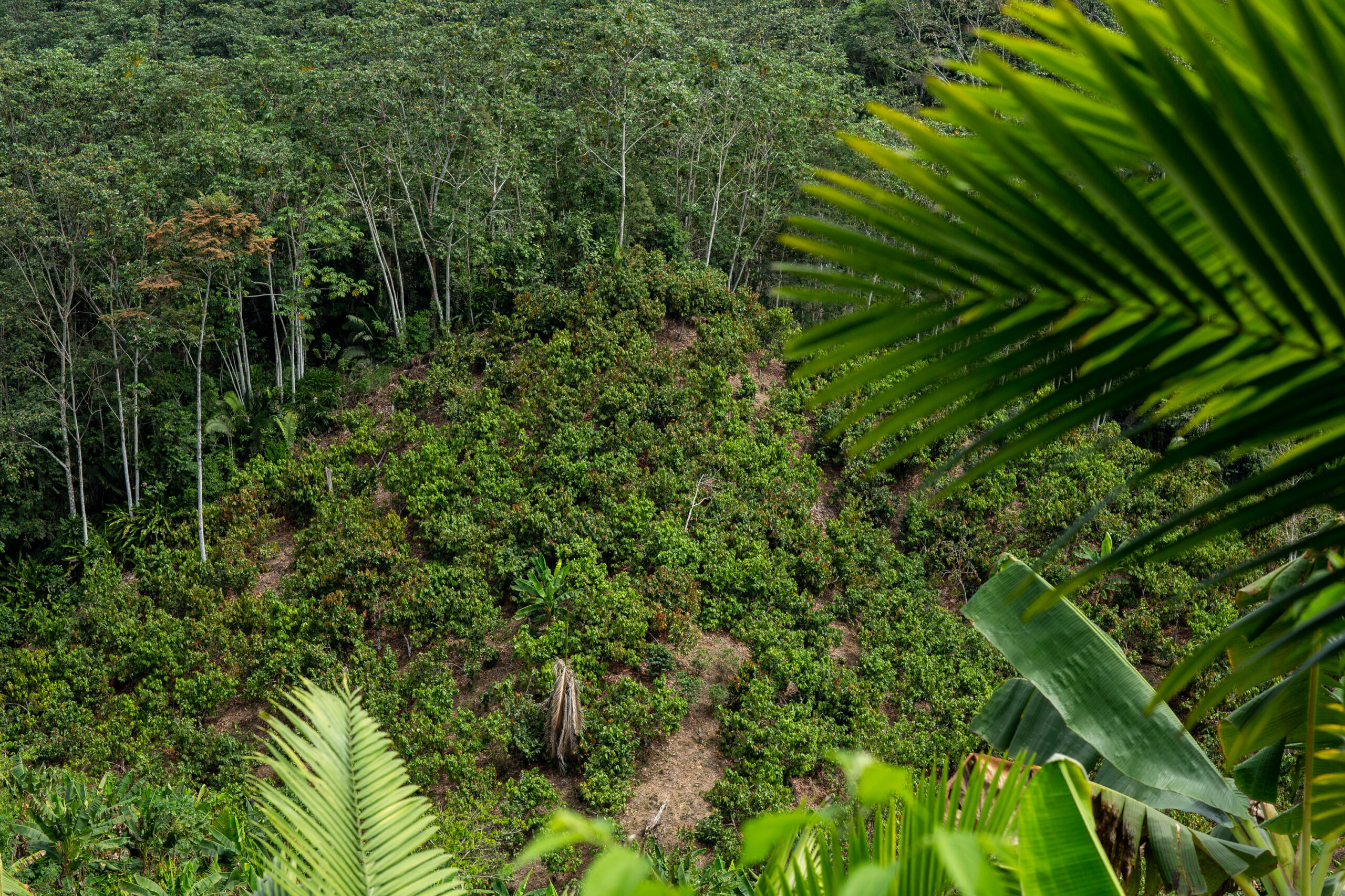 Nova ferramenta para estimar os efeitos futuros das políticas florestais no Peru